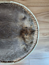 Load image into Gallery viewer, Hooped Beaver Hide