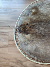 Load image into Gallery viewer, Hooped Beaver Hide