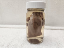 Load image into Gallery viewer, Animal Tongues - Wet Specimens