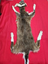 Load image into Gallery viewer, Taxidermy Quality White-tailed Deer - Wet Tanned