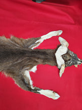 Load image into Gallery viewer, Taxidermy Quality White-tailed Deer - Wet Tanned