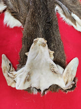 Load image into Gallery viewer, Taxidermy Quality White-tailed Deer - Wet Tanned