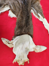 Load image into Gallery viewer, Taxidermy Quality White-tailed Deer - Wet Tanned