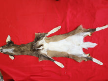 Load image into Gallery viewer, Taxidermy Quality White-tailed Deer - Wet Tanned