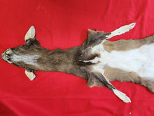Load image into Gallery viewer, Taxidermy Quality White-tailed Deer - Wet Tanned