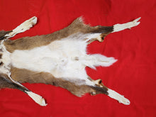 Load image into Gallery viewer, Taxidermy Quality White-tailed Deer - Wet Tanned