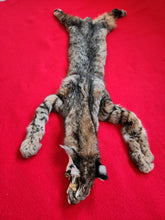 Load image into Gallery viewer, Taxidermy Quality Bobcat 195-20