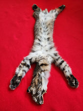 Load image into Gallery viewer, Taxidermy Quality Bobcat 195-20