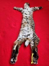 Load image into Gallery viewer, Taxidermy Quality Bobcat 195-20
