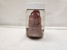 Load image into Gallery viewer, Animal Tongues - Wet Specimens