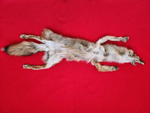 Load image into Gallery viewer, N. Idaho Male Coyote w/ feet and claws COY1022