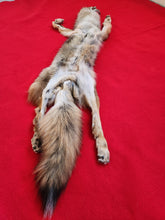 Load image into Gallery viewer, N. Idaho Male Coyote w/ feet and claws COY1022