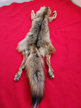 Load image into Gallery viewer, N. Idaho Male Coyote w/ feet and claws COY1022