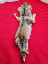 Load image into Gallery viewer, N. Idaho Male Coyote w/ feet and claws COY1022