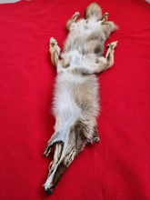 Load image into Gallery viewer, N. Idaho Male Coyote w/ feet and claws COY1022