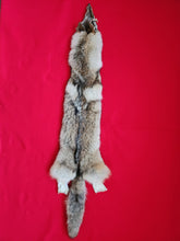 Load image into Gallery viewer, Western Montana Male Coyote COY1023