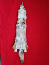 Load image into Gallery viewer, Western Montana Male Coyote COY1023