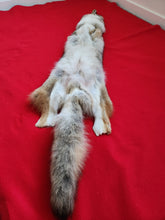 Load image into Gallery viewer, Western Montana Male Coyote COY1023