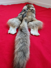 Load image into Gallery viewer, Western Montana Male Coyote COY1023