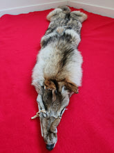 Load image into Gallery viewer, Western Montana Male Coyote COY1023