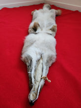 Load image into Gallery viewer, Western Montana Male Coyote COY1023