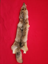 Load image into Gallery viewer, Western Montana Male Coyote COY1024