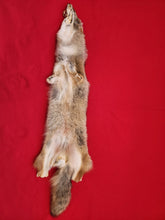 Load image into Gallery viewer, Western Montana Male Coyote COY1024