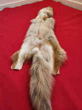 Load image into Gallery viewer, Western Montana Male Coyote COY1024