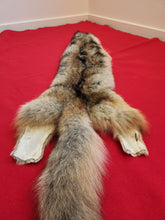 Load image into Gallery viewer, Western Montana Male Coyote COY1024