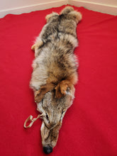Load image into Gallery viewer, Western Montana Male Coyote COY1024