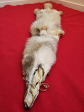 Load image into Gallery viewer, Western Montana Male Coyote COY1024