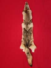 Load image into Gallery viewer, Western Montana Female Coyote COY1025