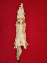 Load image into Gallery viewer, Western Montana Female Coyote COY1025