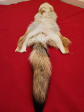 Load image into Gallery viewer, Western Montana Female Coyote COY1025