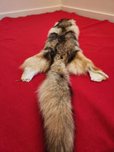 Load image into Gallery viewer, Western Montana Female Coyote COY1025