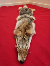 Load image into Gallery viewer, Western Montana Female Coyote COY1025