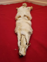 Load image into Gallery viewer, Western Montana Female Coyote COY1025