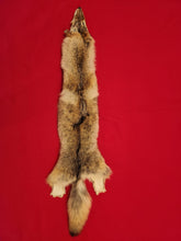 Load image into Gallery viewer, Western Montana Female Coyote COY1027