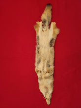 Load image into Gallery viewer, Western Montana Female Coyote COY1027