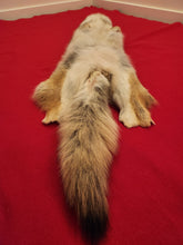 Load image into Gallery viewer, Western Montana Female Coyote COY1027