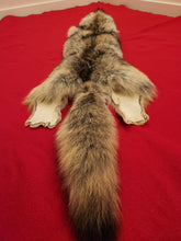 Load image into Gallery viewer, Western Montana Female Coyote COY1027