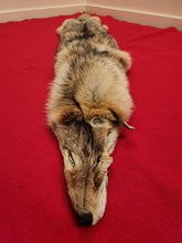 Load image into Gallery viewer, Western Montana Female Coyote COY1027