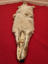 Load image into Gallery viewer, Western Montana Female Coyote COY1027