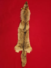 Load image into Gallery viewer, Western Montana Female Coyote COY1028