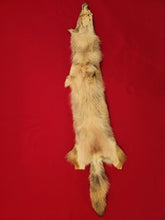 Load image into Gallery viewer, Western Montana Female Coyote COY1028