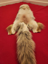 Load image into Gallery viewer, Western Montana Female Coyote COY1028