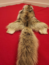 Load image into Gallery viewer, Western Montana Female Coyote COY1028