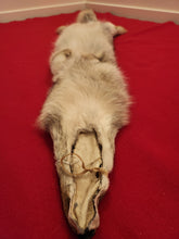 Load image into Gallery viewer, Western Montana Female Coyote COY1028