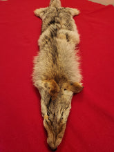 Load image into Gallery viewer, Western Montana Female Coyote COY1028