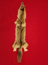 Load image into Gallery viewer, Western Montana Male Coyote COY1029